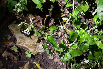 Salvia flaccida, photographed by Neptalí Ramírez Marcial