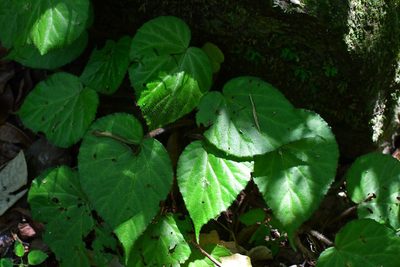Begonia faustinoi, photographed by Neptalí Ramírez Marcial