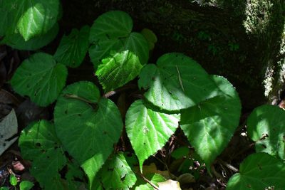 Begonia faustinoi, photographed by Neptalí Ramírez Marcial