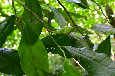 Oecopetalum mexicanum, photographed by Neptalí Ramírez Marcial