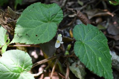 Begonia faustinoi, photographed by Neptalí Ramírez Marcial