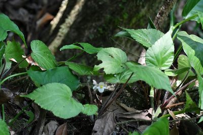 Begonia faustinoi, photographed by Neptalí Ramírez Marcial