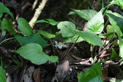 Begonia faustinoi, photographed by Neptalí Ramírez Marcial