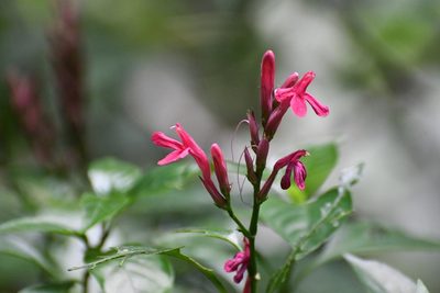 Lepidagathis chiapensis, photographed by Neptalí Ramírez Marcial