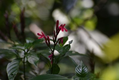 Lepidagathis chiapensis, photographed by Neptalí Ramírez Marcial