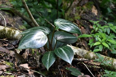 Peperomia maculosa, photographed by Neptalí Ramírez Marcial