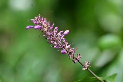 Odontonema callistachyum, photographed by Neptalí Ramírez Marcial