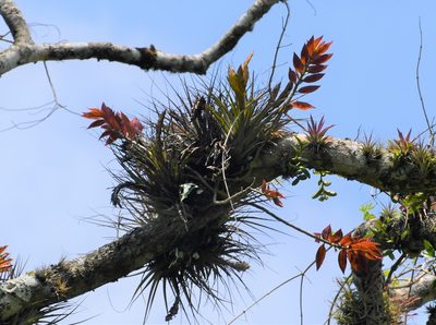 Tillandsia zoquensis, photographed by Neptalí Ramírez Marcial