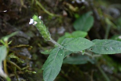 Dianthera candelariae, photographed by Neptalí Ramírez Marcial