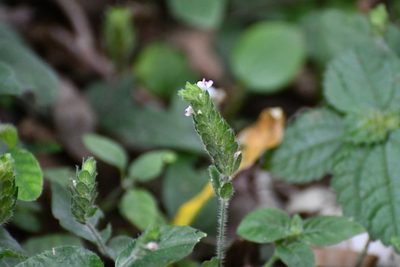 Dianthera candelariae, photographed by Neptalí Ramírez Marcial