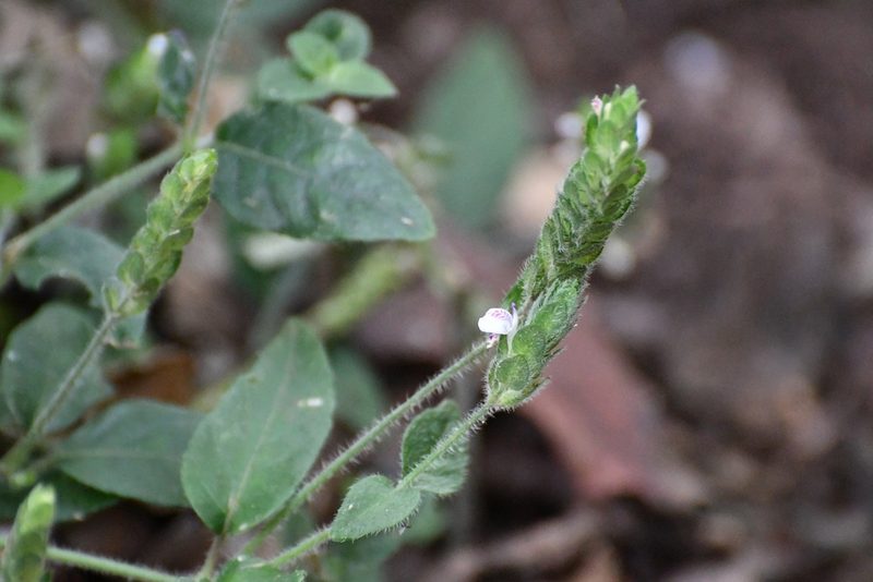 Dianthera candelariae, photographed by Neptalí Ramírez Marcial