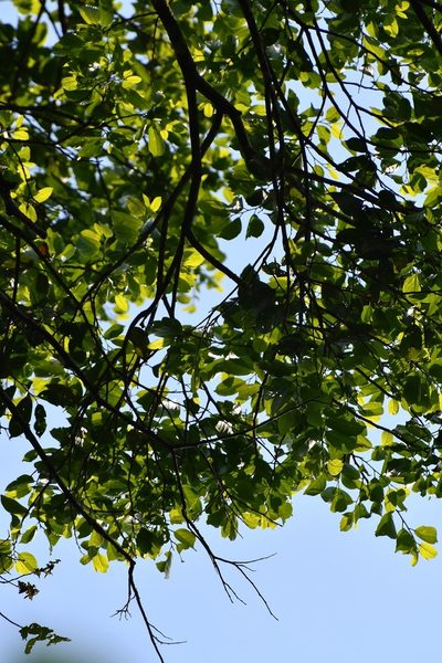 Oecopetalum mexicanum, photographed by Neptalí Ramírez Marcial