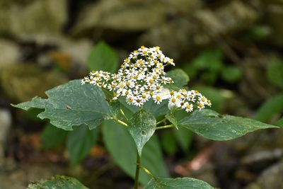 Schistocarpha longiligula, photographed by Neptalí Ramírez Marcial