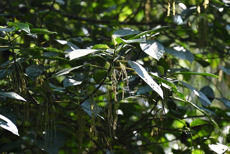 Myriocarpa cordifolia, photographed by Neptalí Ramírez Marcial
