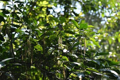 Myriocarpa cordifolia, photographed by Neptalí Ramírez Marcial