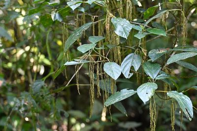 Myriocarpa cordifolia, photographed by Neptalí Ramírez Marcial
