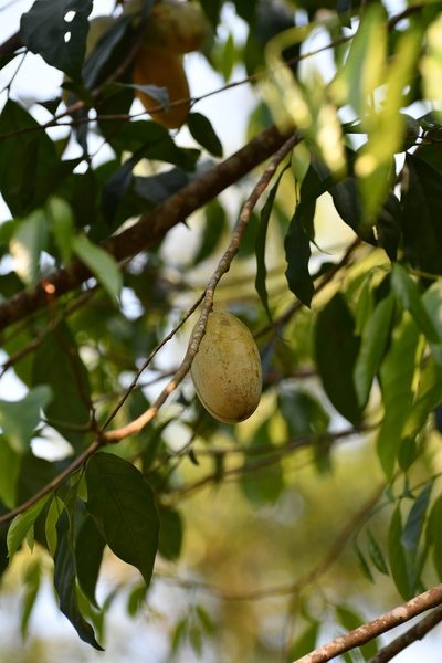 Tridimeris chiapensis, photographed by Neptalí Ramírez Marcial