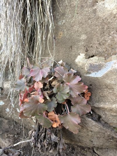 Heuchera novomexicana, photographed by Cecelia Alexander