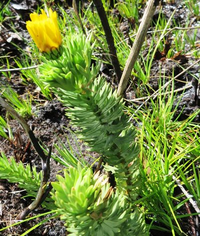 Ursinia caledonica, photographed by linkie