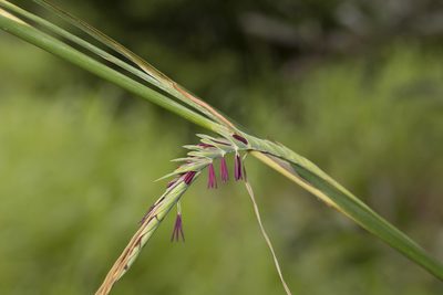 Heteropogon triticeus, photographed by Kym Nicolson