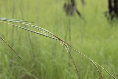 Heteropogon triticeus, photographed by Kym Nicolson