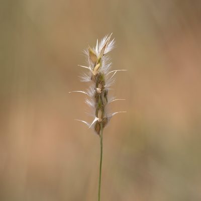 Neurachne muelleri, photographed by Kym Nicolson