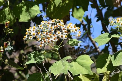 Podachaenium eminens, photographed by adel-fridus