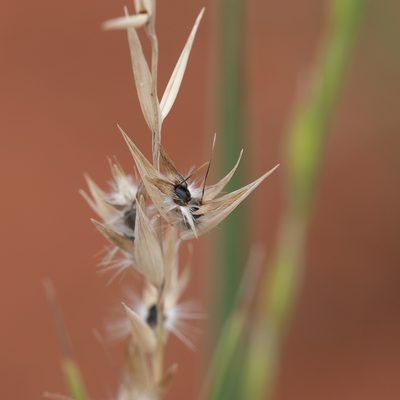 Monachather paradoxus, photographed by Kym Nicolson