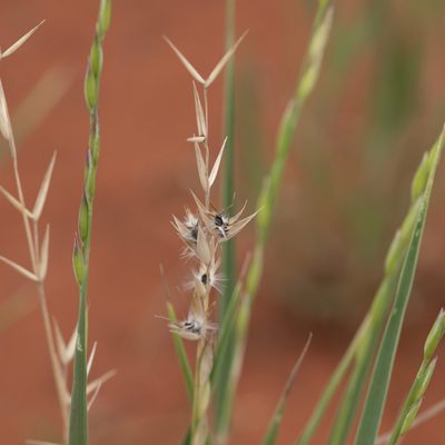 Monachather paradoxus, photographed by Kym Nicolson
