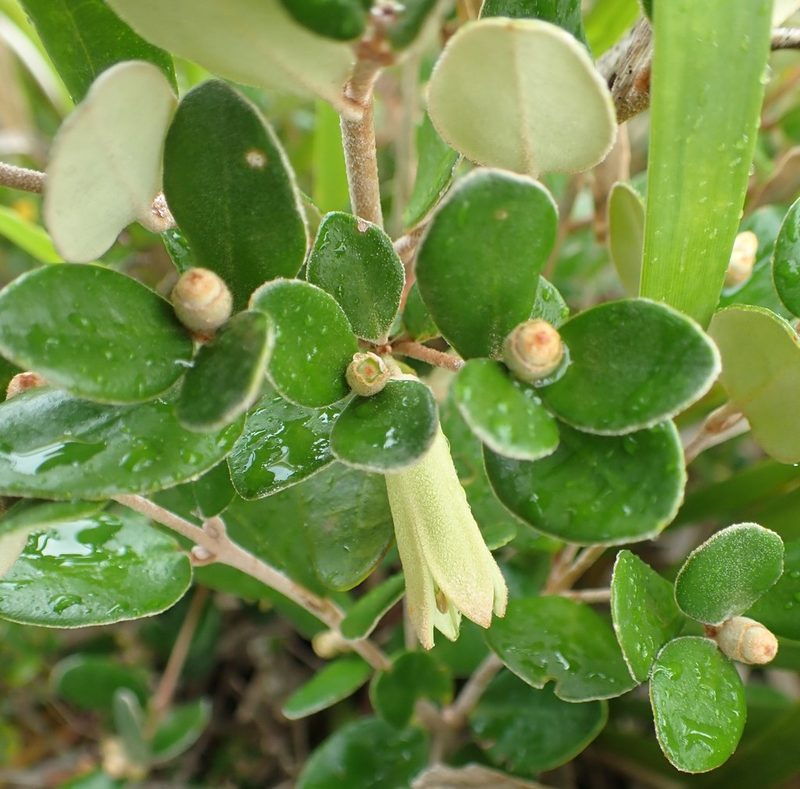 Correa backhouseana, photographed by corunastylis
