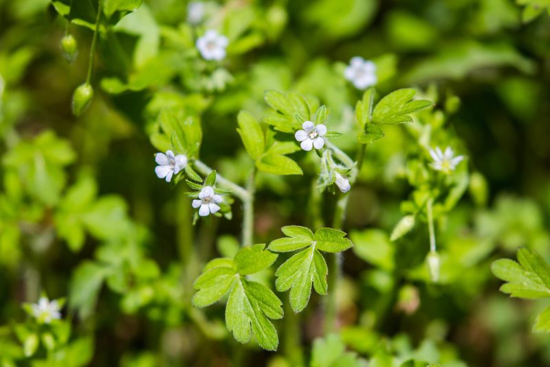 Phacelia ranunculacea, photographed by Melissa McMasters