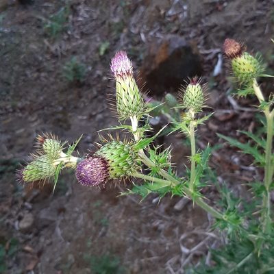 Cirsium mexicanum, photographed by Arthur de Jesús Chavarría Pérez