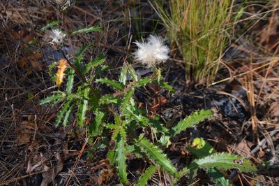 Cirsium repandum, photographed by Mike Mulqueen