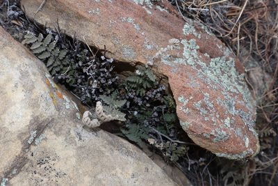 Myriopteris rufa, photographed by Jacob Friend