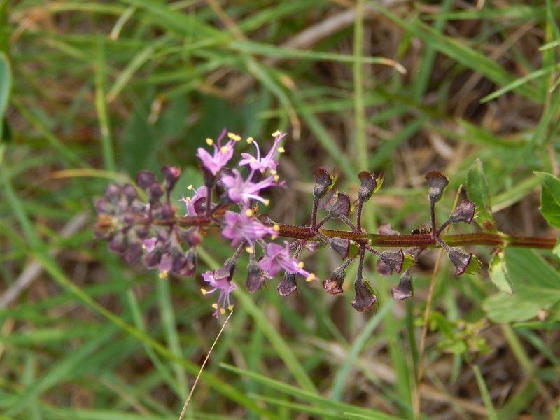 Ocimum carnosum, photographed by Joselin Listur
