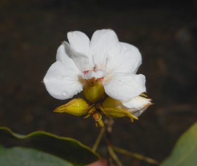 Schnella glabra, photographed by J. L. Gómez-Hechavarría