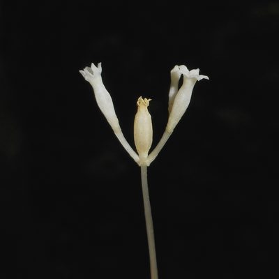 Voyria parasitica, photographed by J. L. Gómez-Hechavarría