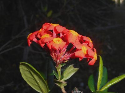 Rondeletia odorata, photographed by J. L. Gómez-Hechavarría