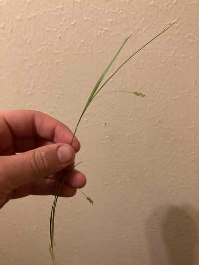 Carex styloflexa, photographed by John Michael