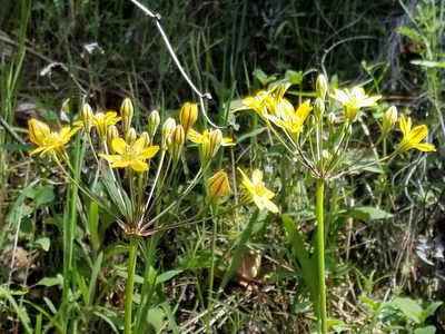 Triteleia lugens, photographed by mgentile