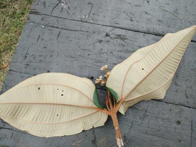 Miconia bubalina, photographed by Andrés Ramírez-Barrera