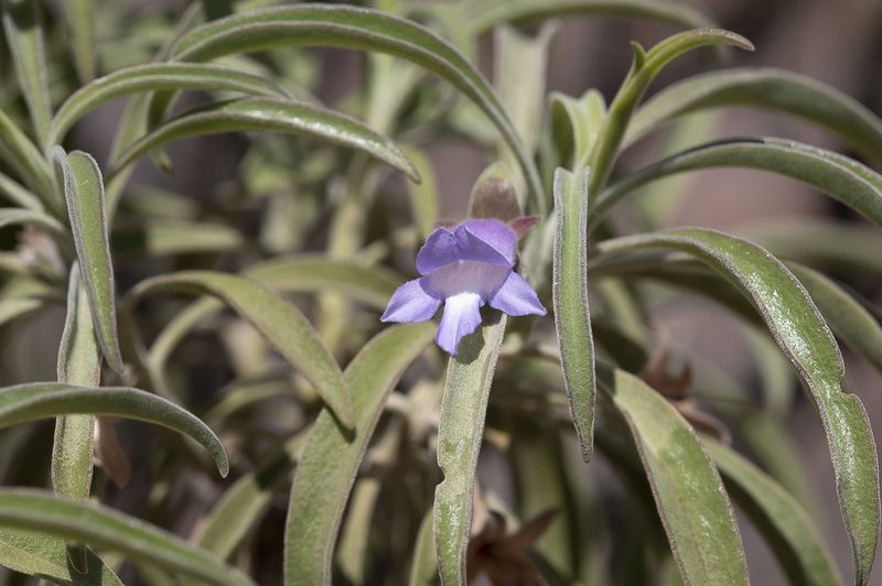 Eremophila freelingii, photographed by Kym Nicolson