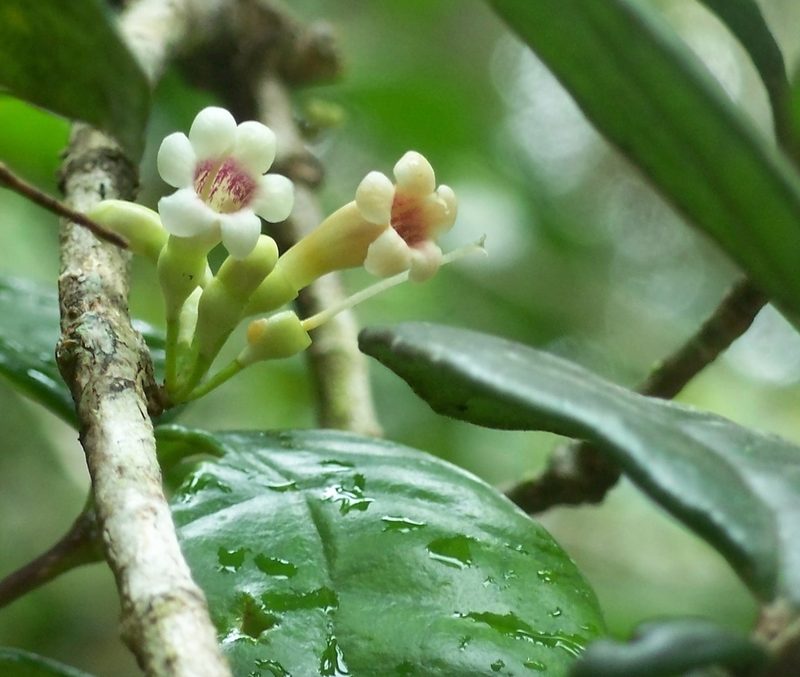 Schlegelia brachyantha, photographed by J. L. Gómez-Hechavarría