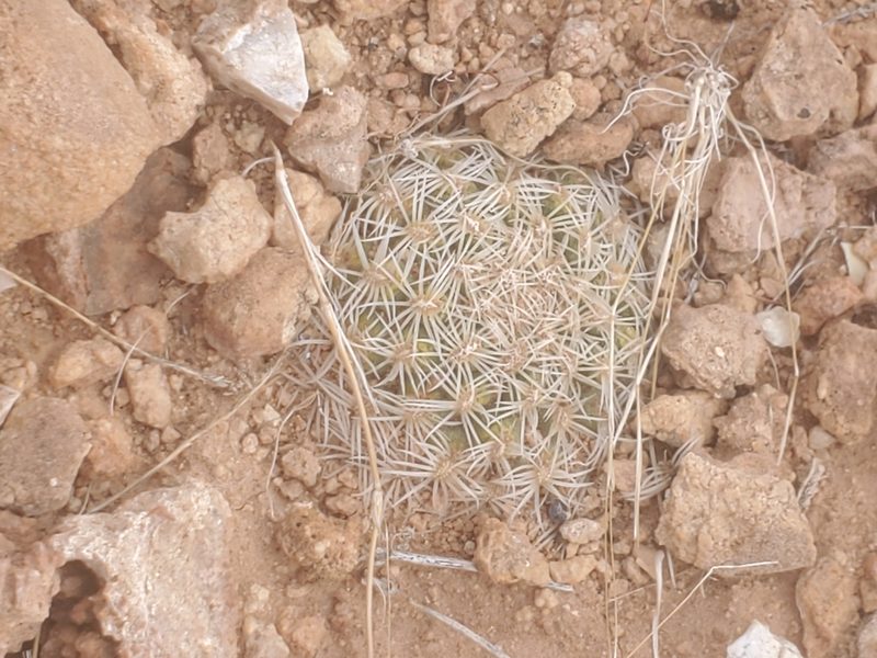 Pediocactus bradyi, photographed by Trevor Harding