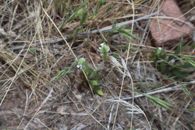 Plagiobothrys arizonicus, photographed by Jacob Friend