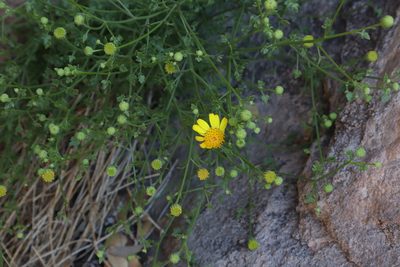 Perityle gilensis, photographed by Jacob Friend