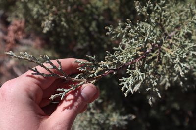 Hesperocyparis glabra, photographed by Jacob Friend