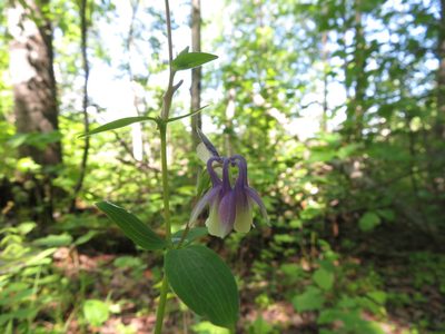 Aquilegia brevistyla, photographed by dghjertaas