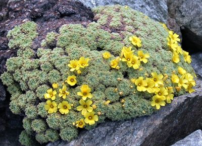 Oxalis erythrorhiza, photographed by Peter L Achuff
