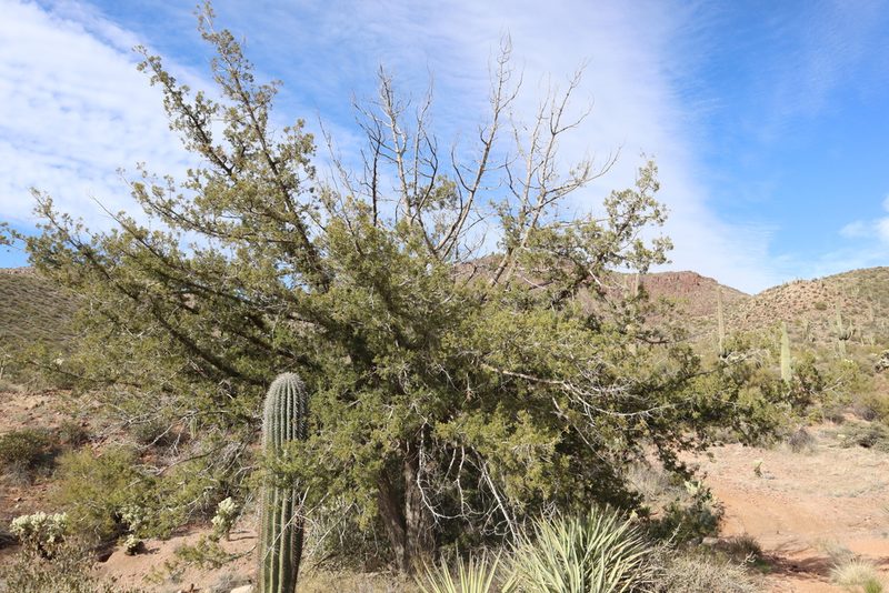 Juniperus arizonica, photographed by Jacob Friend